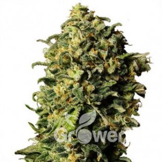 Ak 47 Auto Fem.