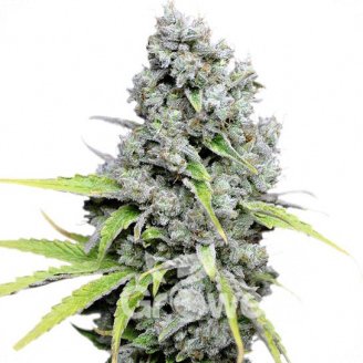 Super Skunk Fem.