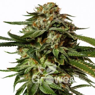 Gorilla Glue Fem.