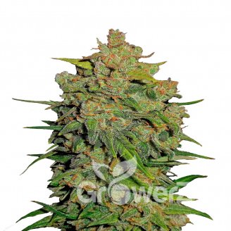 Lemon AK Auto Fem.