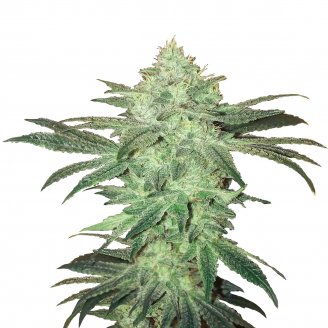 Купить семена марихуаны Stardawg Auto Fem.
