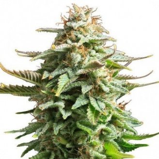 Купить семена марихуаны Amnesia Haze Auto Reg.