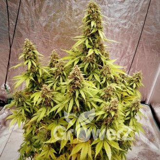 Astral Auto Fem.