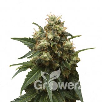 Medusa Auto Fem.