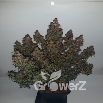 Medusa Auto Fem.