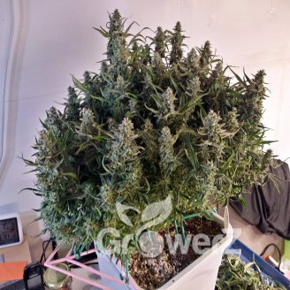 Acid Rain Auto Fem.
