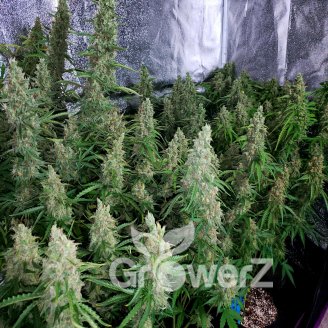 Gorilla Glue Fem.
