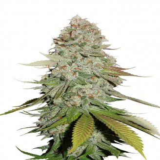 Keepers OG Auto Fem.