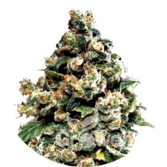 Jack Herer Fem.